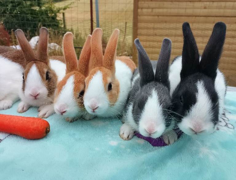 Baby Dutch Rabbits 