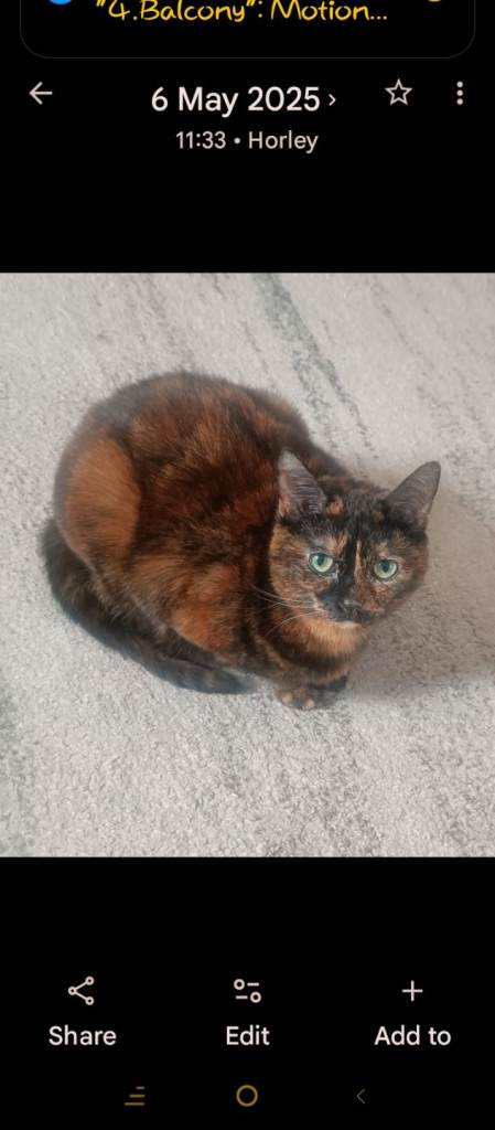 Tortoiseshell cat
