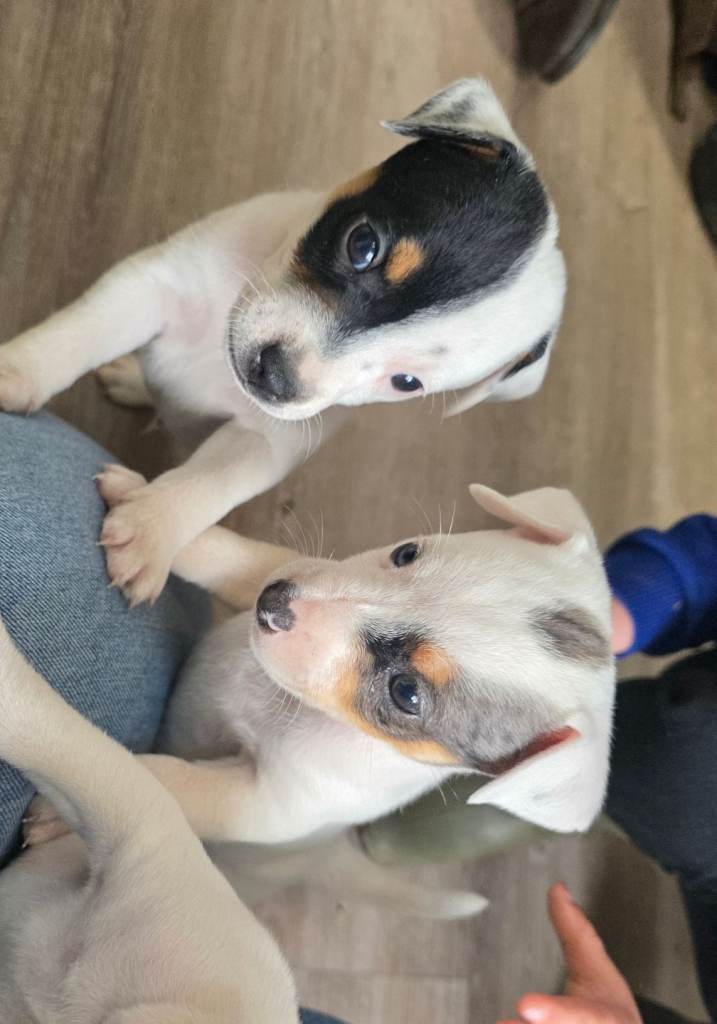 Jack Russell puppies