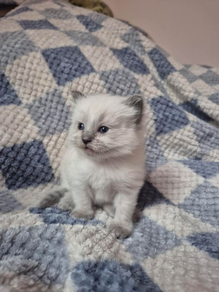 Beautiful pure ragdoll girl