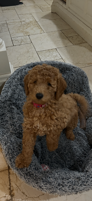 KC reg miniature poodle puppies