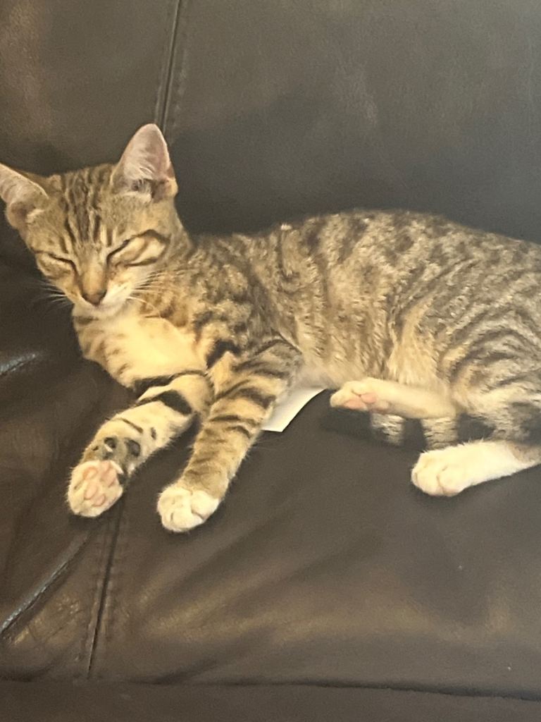 Kitten’s for sale 2 left urgent