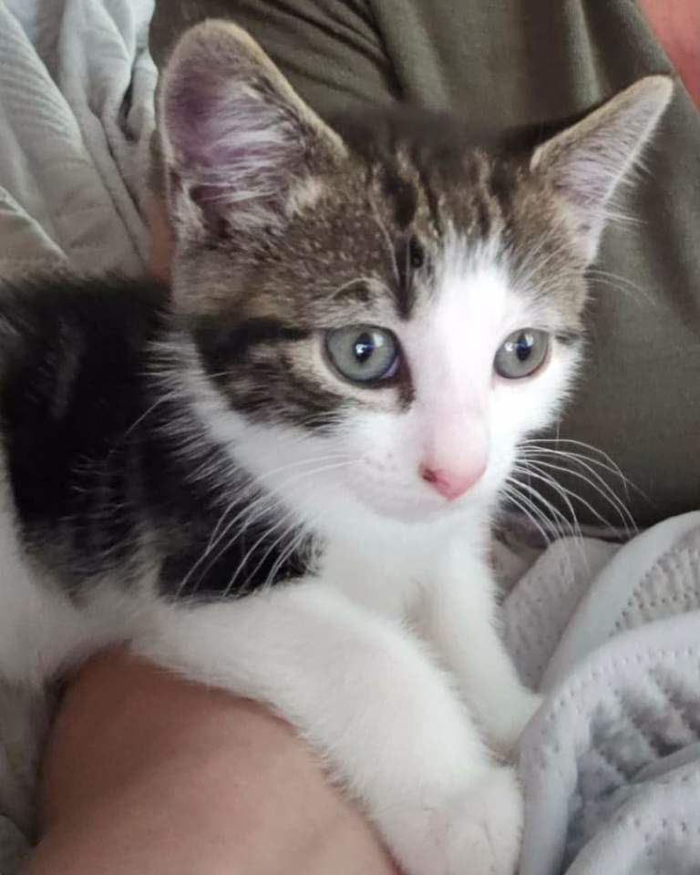 kitten  ready  to be picked up  anytime 