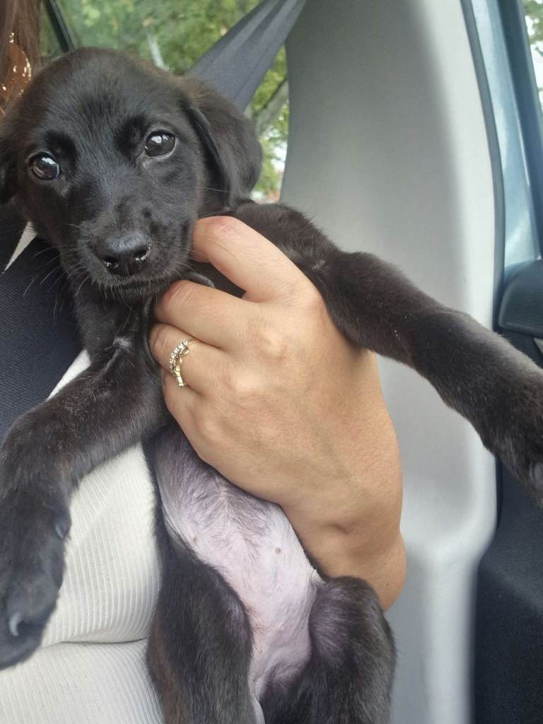 Black retriver puppy