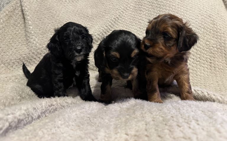F2 toy Cavapoo puppies