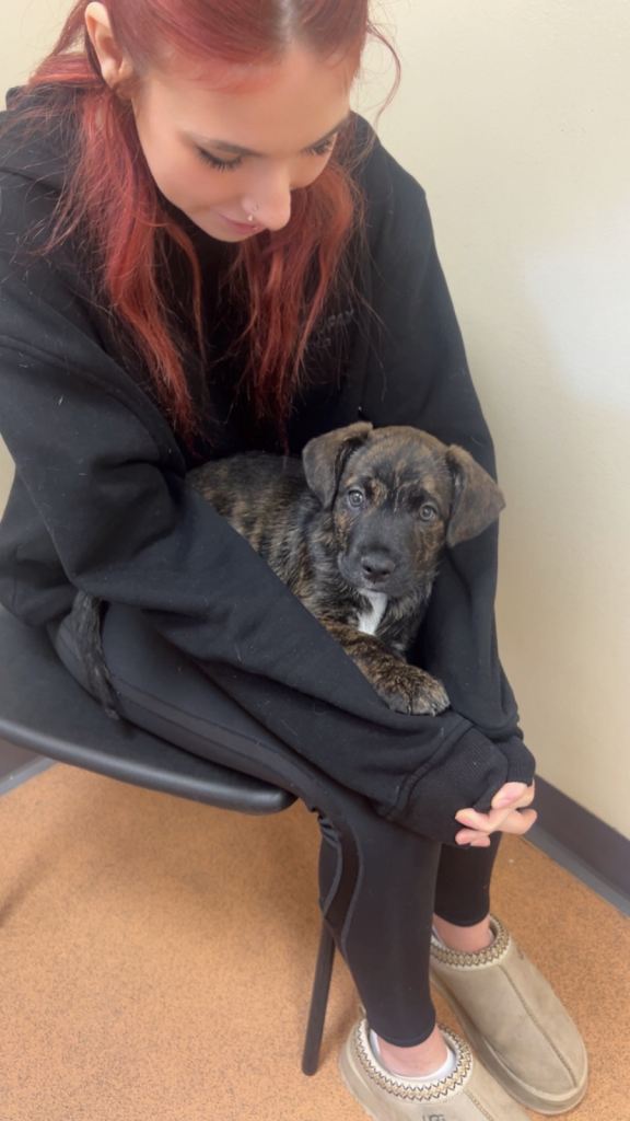 2 Follies 4sale (French bulldog/collie mix)