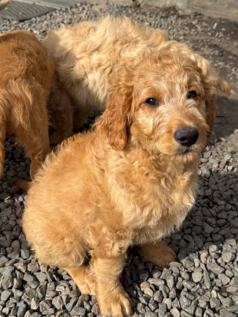 Goldendoodle puppies