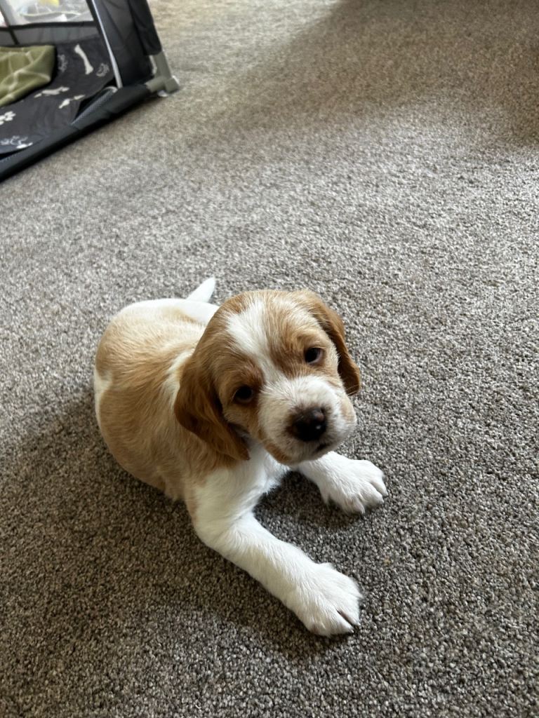 Beagle/Red Fox Lab x Red Fox Lab puppies