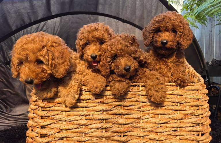  Last miniature red poodle girl 