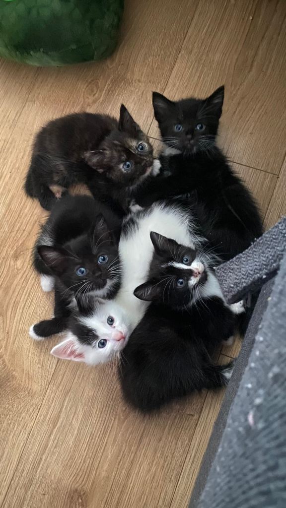 Kitties ready 