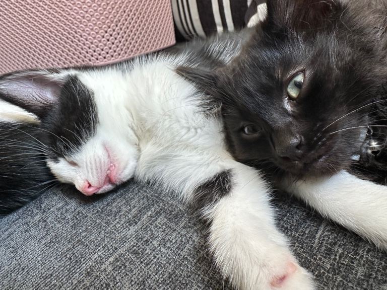 Kittens ready to go