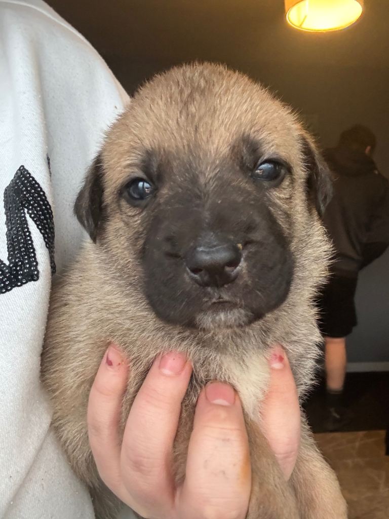 Beautiful gsd x staffy puppies