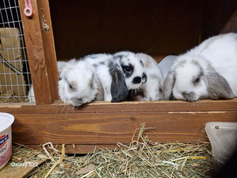 Baby rabbits
