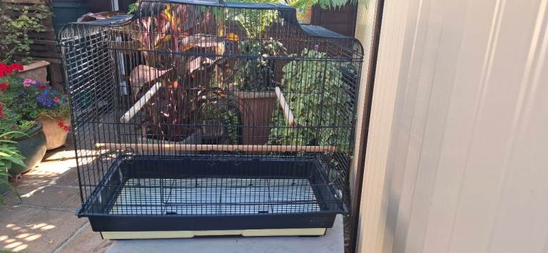 Bird Budgies cage