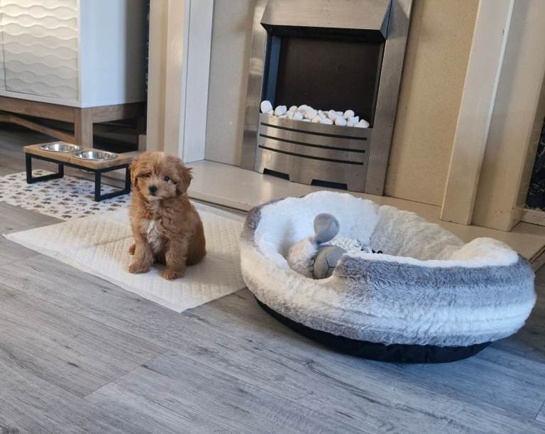 Cavapoo pup