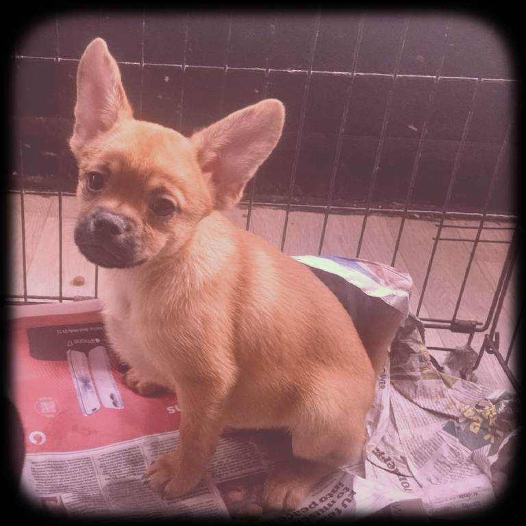 ❤️⭐️  Adorable Frenchie poms ❤️⭐️Only 2 left ⭐️⭐️