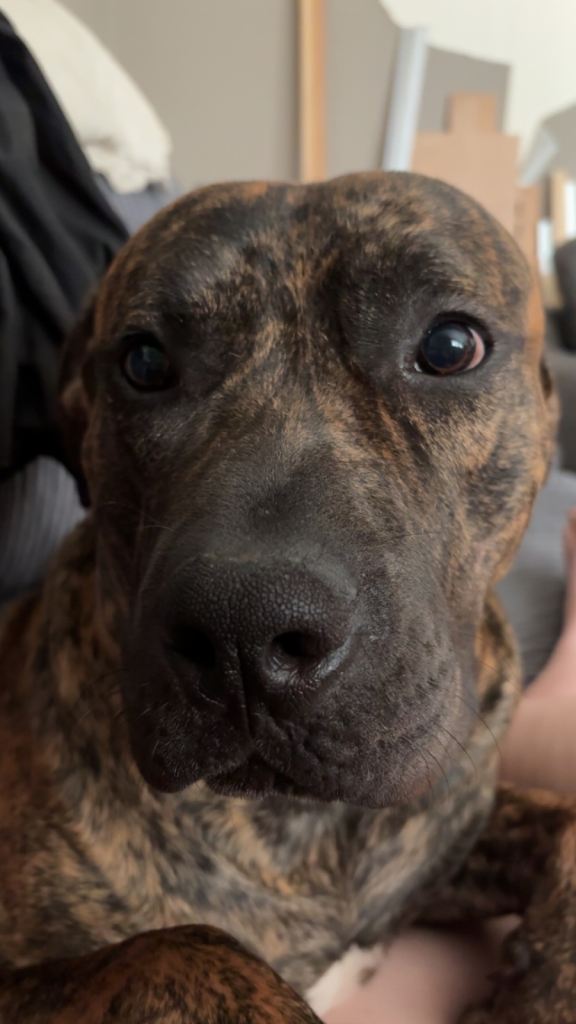 Bailey The staffy cross
