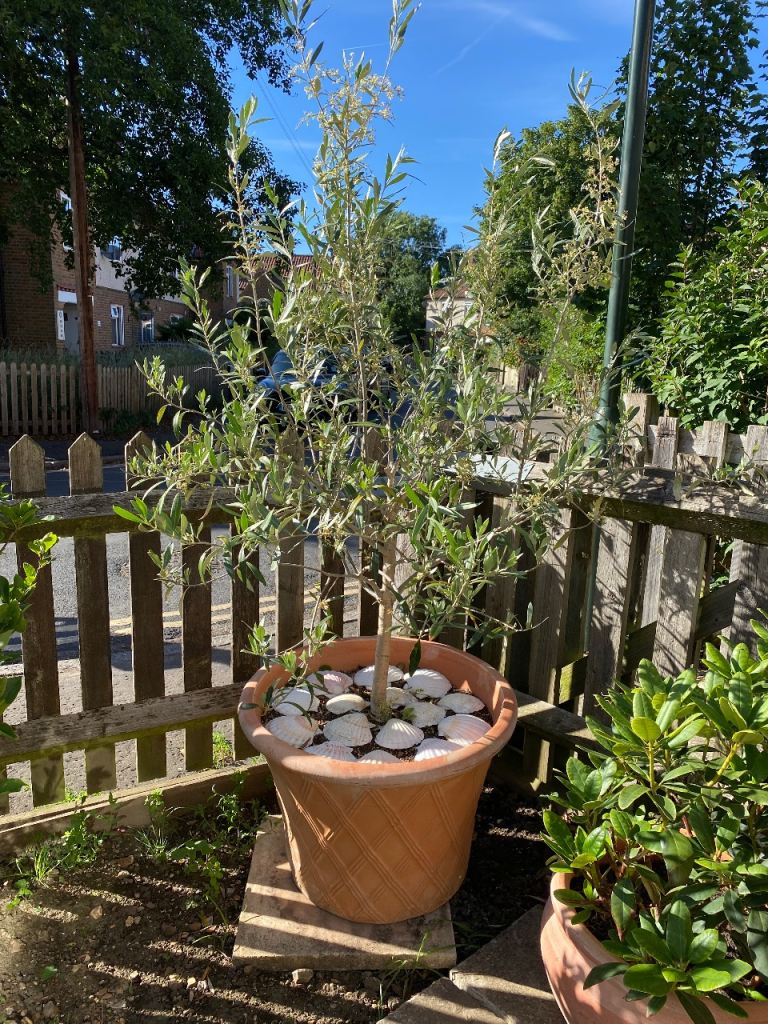 Beautiful Olive tree in frost proof terracotta pot