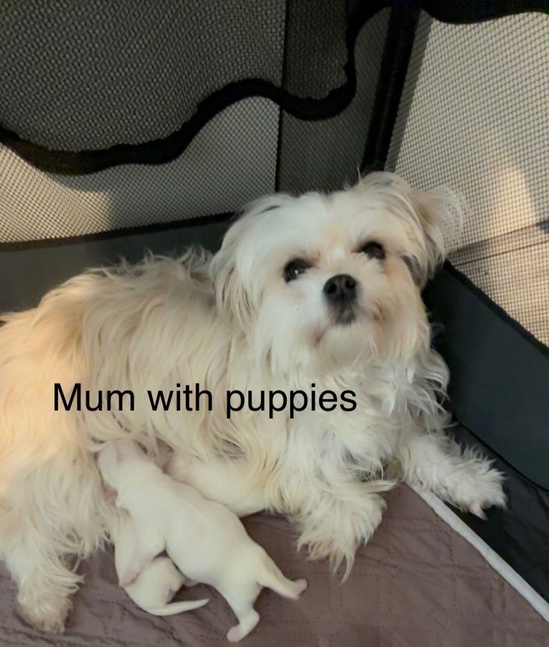 Maltese Puppies for sale