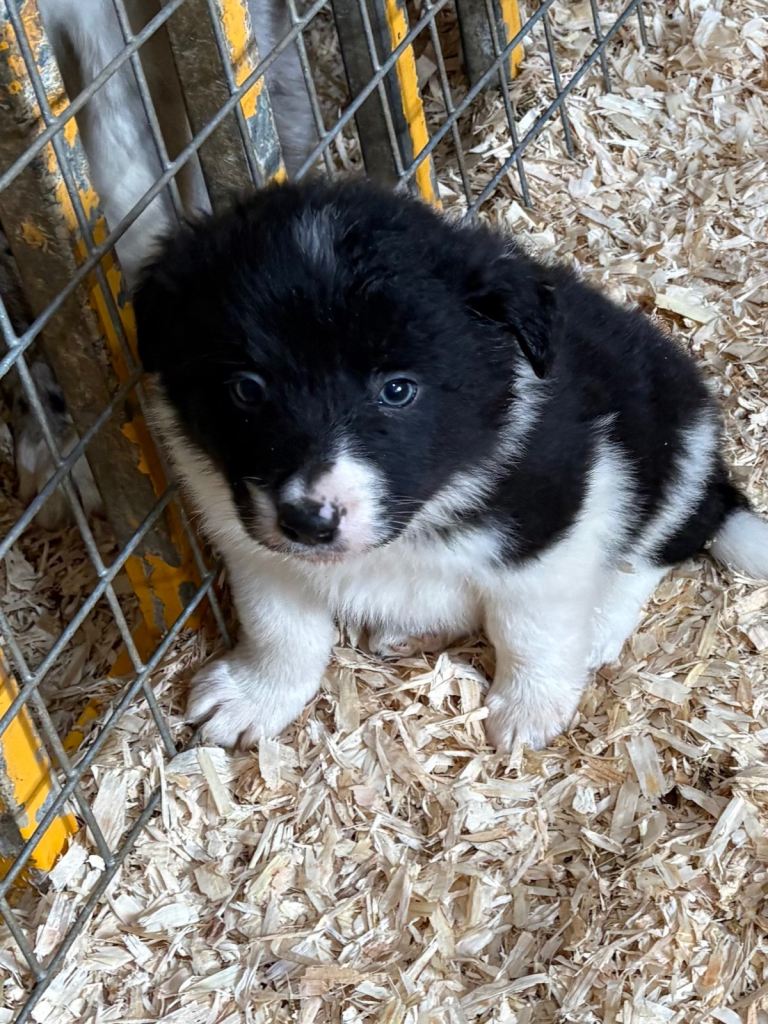 BORDER COLLIE PUPS FOR SALE🐾