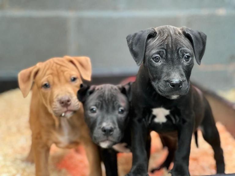 Stunning Staffordshire bull terrier puppies