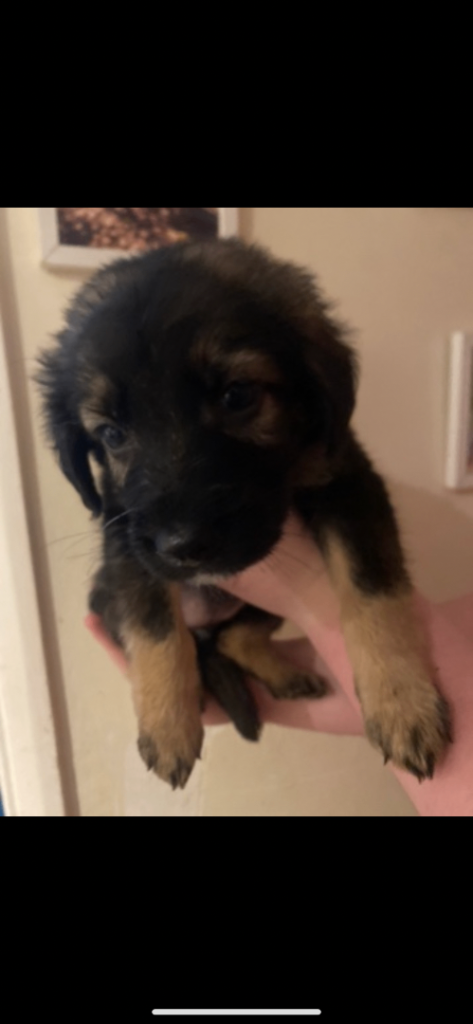 Cocker spaniel x German shepherd puppies 