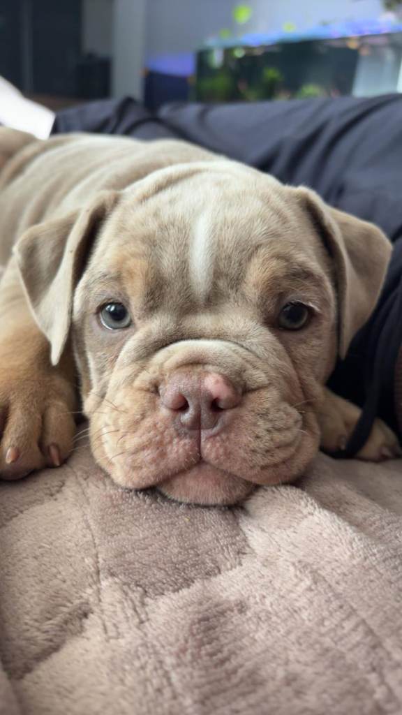 Old tyme bulldog puppies NBBR registered 
