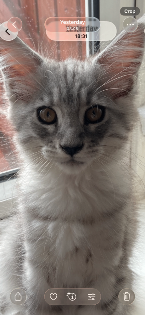 “Stunning Golden Eyes”Maine Coon Kittens. Ready Now 4 left.