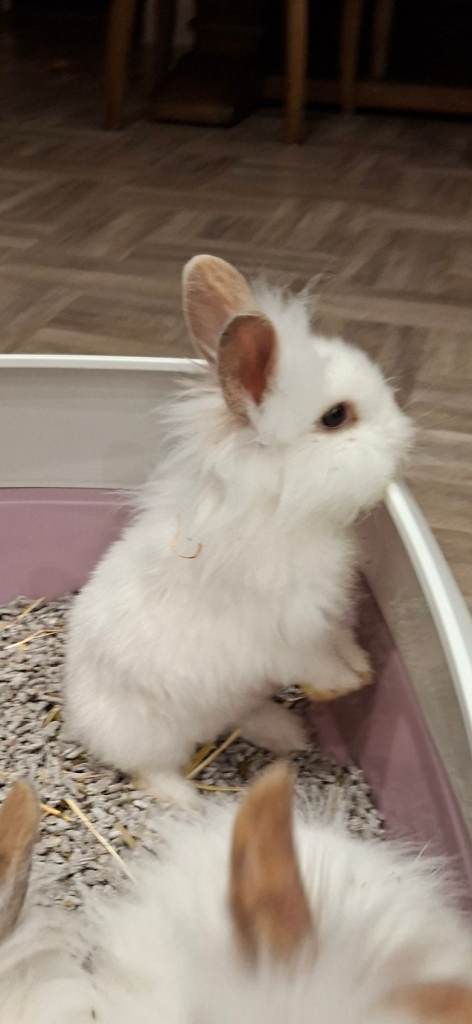 3X female baby lion head rabbits