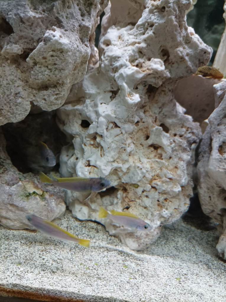 image for Young Malawi yellow tail acei 