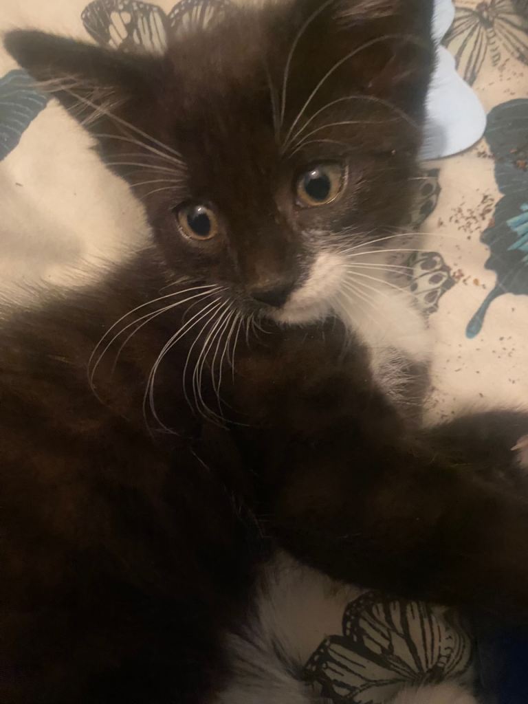 Kitten for sale 
