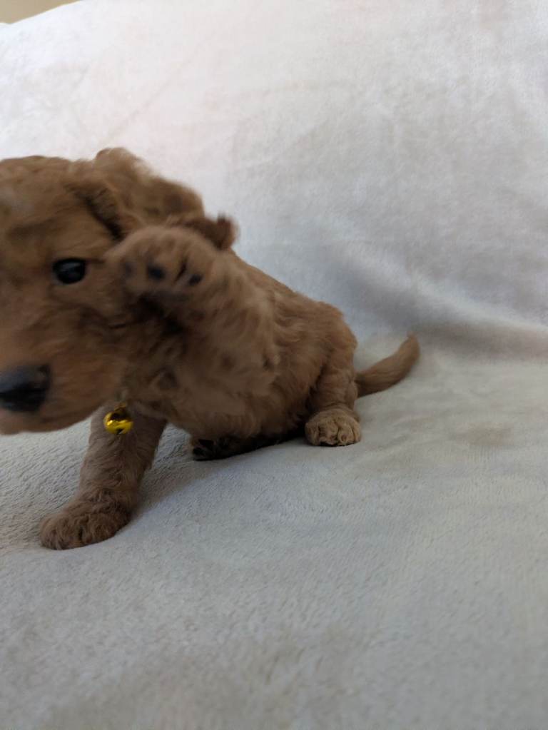 F2 cocapoo pups 