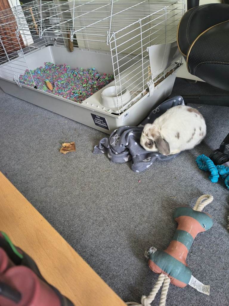 Male rabbit with cage 