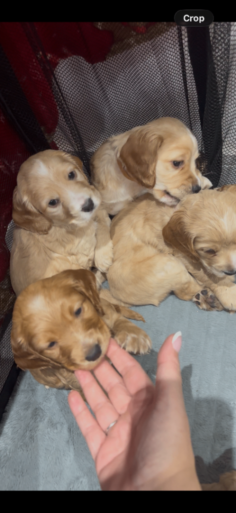 Cocker spaniel puppies for sale 