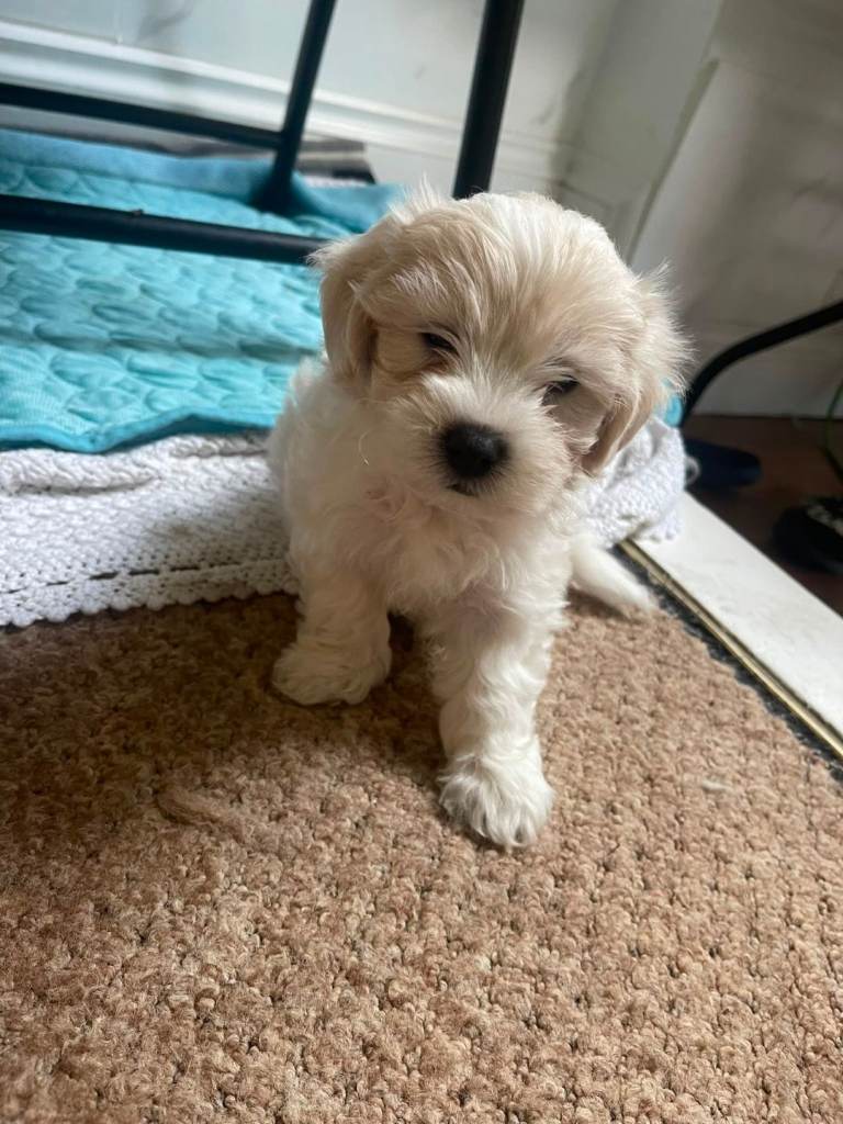 fluffy puppies