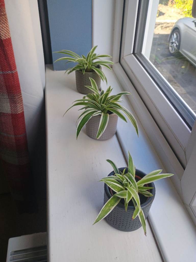 Spider Plants