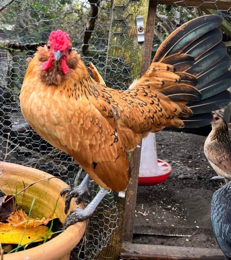 Trio of Belgian Barbu d’Anver bantams - quail and mottled