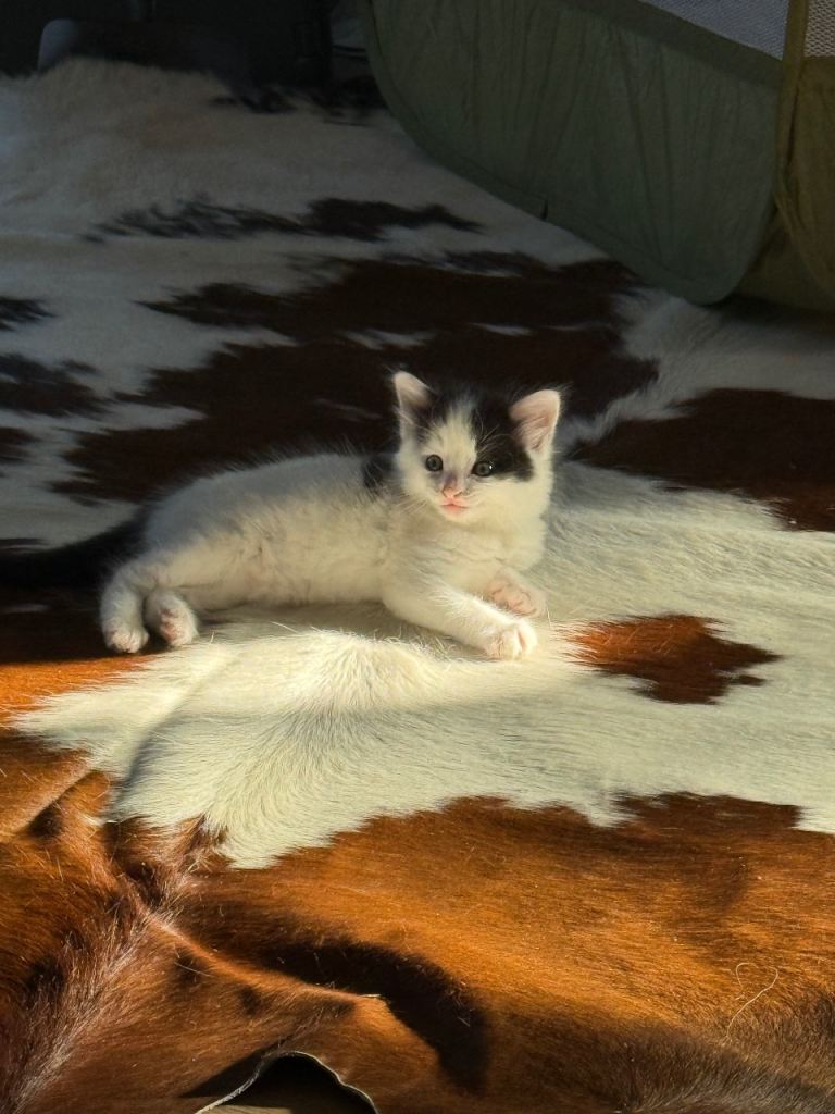 Kitten 