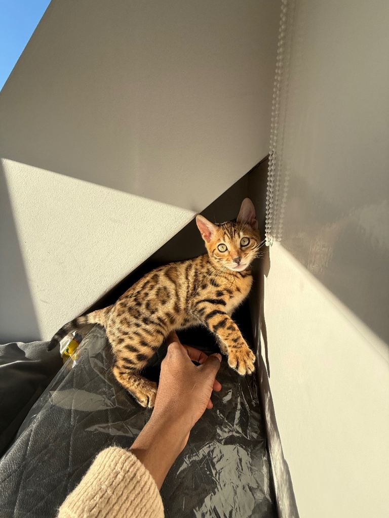 TICA reg Bengal Female Kitten