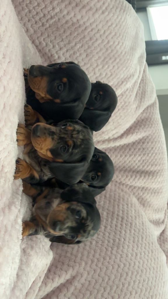 Miniature dachshund 