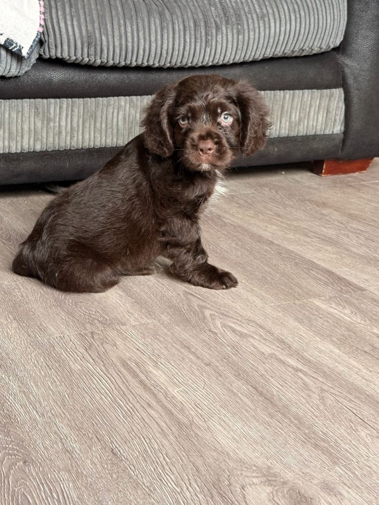 Beautiful cocker pups