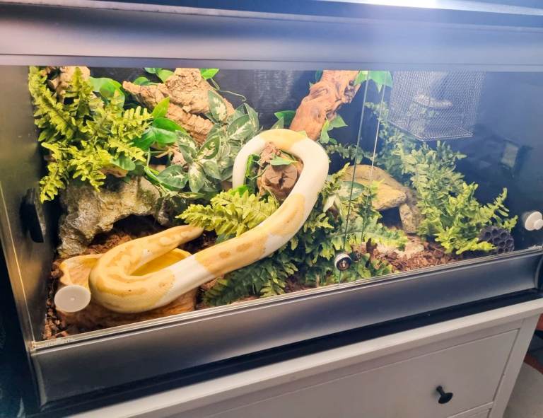 Adult 5yo Male Banana Pied Royal Python with Enclosure, All Equipment, And Food