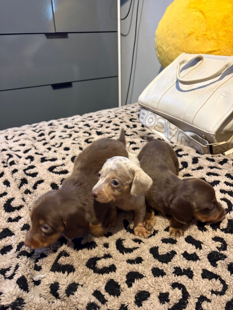 Miniature dachshund  