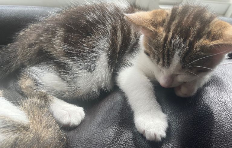 *** Only One Kitten Available ***