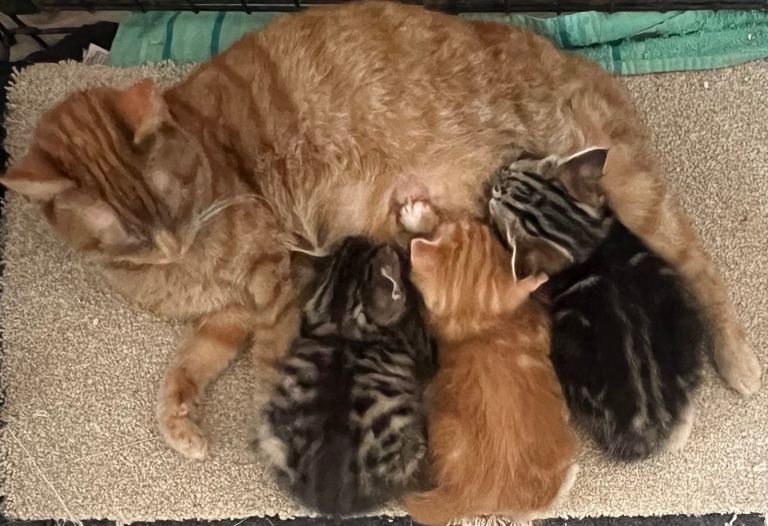 🫶🏻❤️ 1 Beautiful grey stripy Tabby Girl ❤️🫶🏻