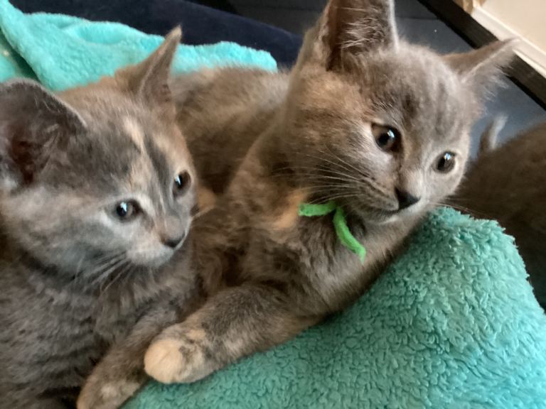 British blue shorthair and ragdoll x