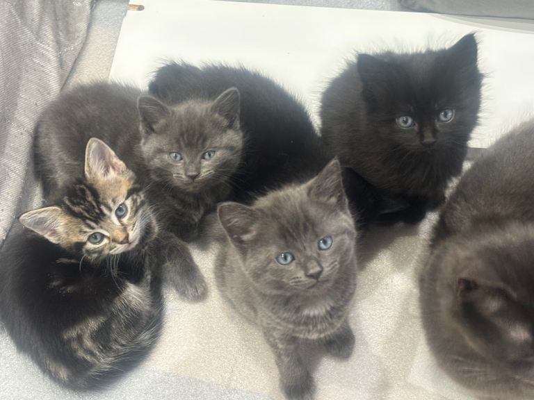 Beautiful kittens for sale £120
