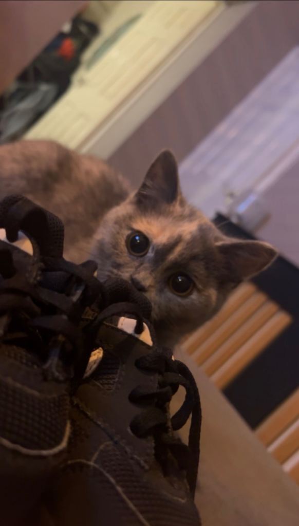 5 month old beautiful British short hair kitten 