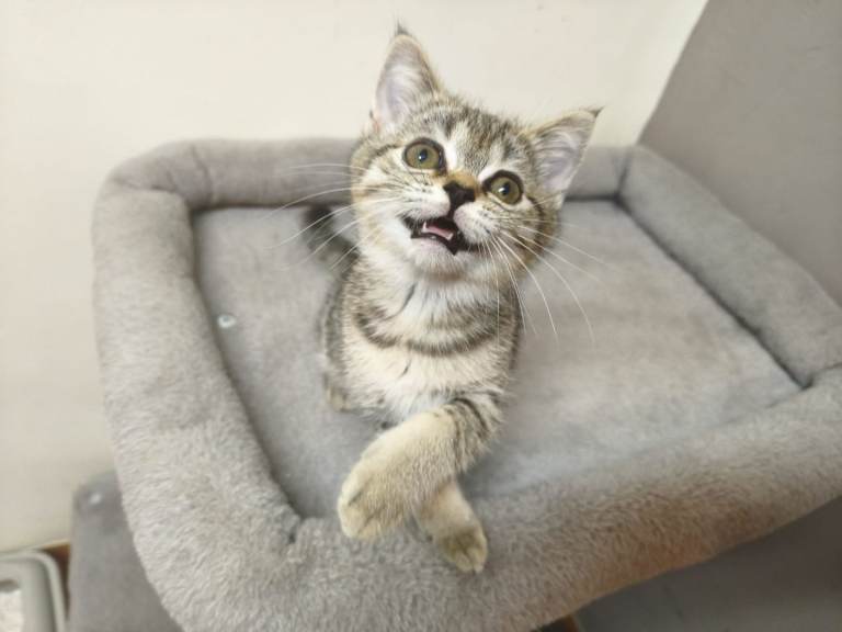 British Shorthair Kittens 