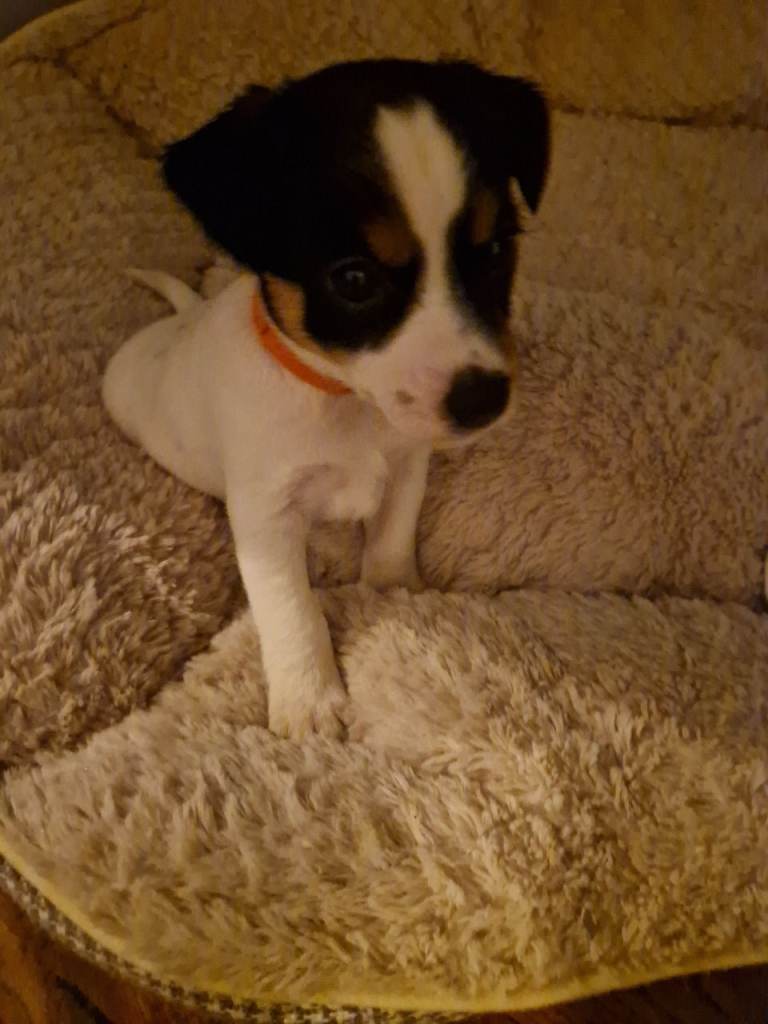 Jack Russell puppies .